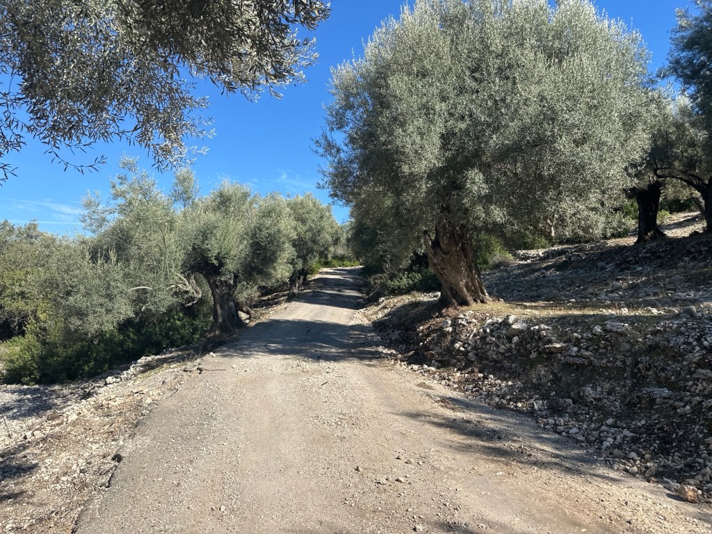 A dirt path winding through olive trees on Meganisi island under a clear blue sky.