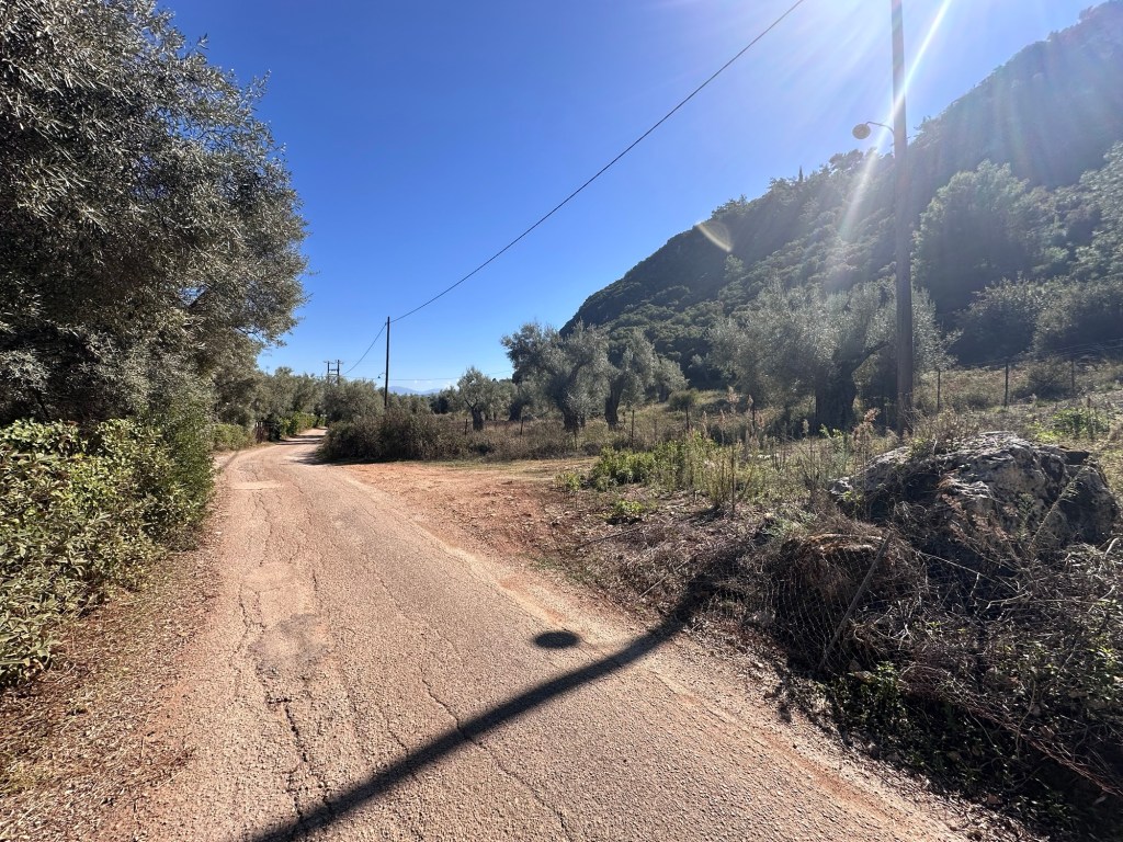 A winding gravel path surrounded by olive trees and greenery on a sunny day, leading towards a hilly landscape.